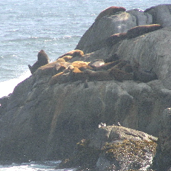Seals